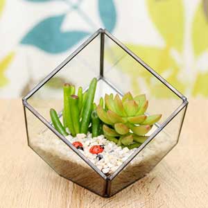 normal_succulent-glass-cube-terrarium-kit.jpg