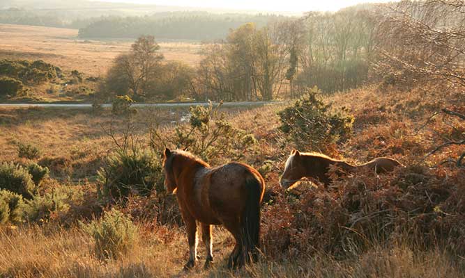Ponies in the New Forest, Southampton