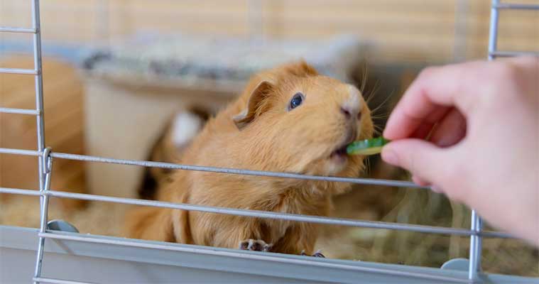 Moving with Exotic Pets: Ensuring a Smooth Transition 