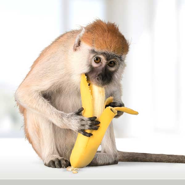 Monkey with a Banana