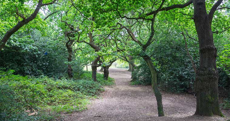 Exploring Chingford: 9 Things to Do and Places to See After You Move