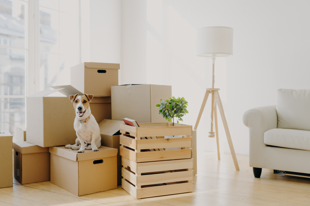 Small dog sitting on cardboard moving boxes in a living room during a house move