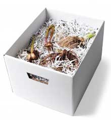 Bulbs in archive box with shredded paper