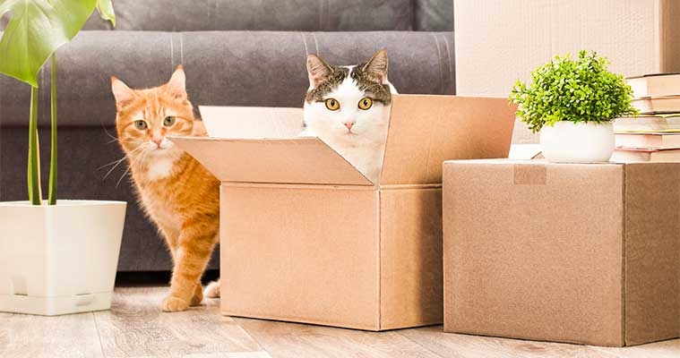 How to keep your pet cats safe during a move