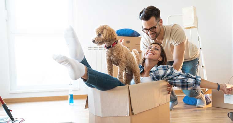 Moving house with your dog