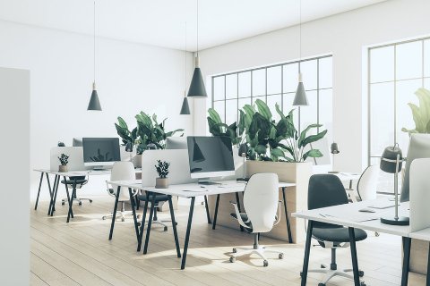 Modern, minimalist office space with clean desks, natural light, and indoor plants — representing a refreshed and decluttered workspace.