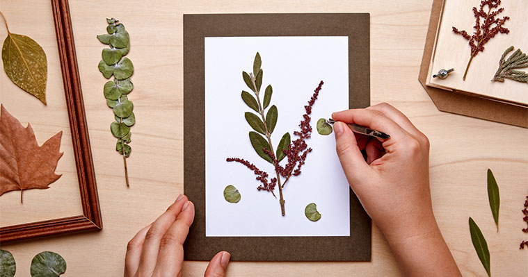 Pressed flowers mounted on a piece of card with a cardboard  flower press in the background